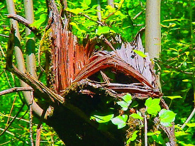 natuur beeld La Frayssinette