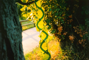 Land arta la Andy Goldsworthy